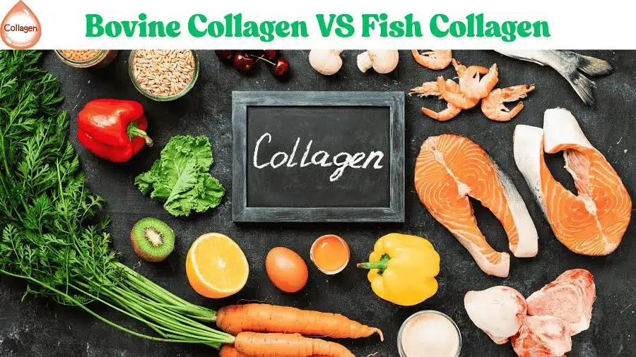 Bovine Collagen VS Fish Collagen