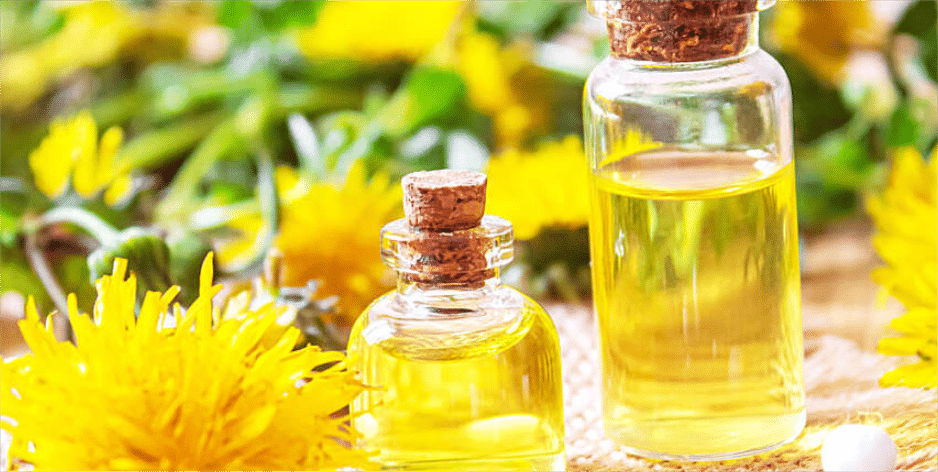 Exploring the Wonders of Dandelion Whole Plant Extract