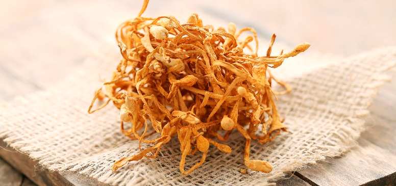 Cordyceps Sinensis Mycelia Powder: A Comprehensive Exploration