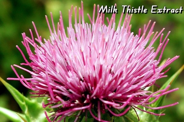 Milk Thistle Extract: Unveiling Its Properties and Applications