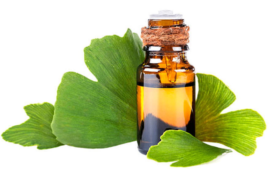 Comprehensive Guide to Ginkgo Biloba Extract