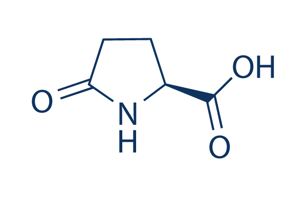 L-Pyroglutamic Acid: The Intriguing Amino Acid Derivative