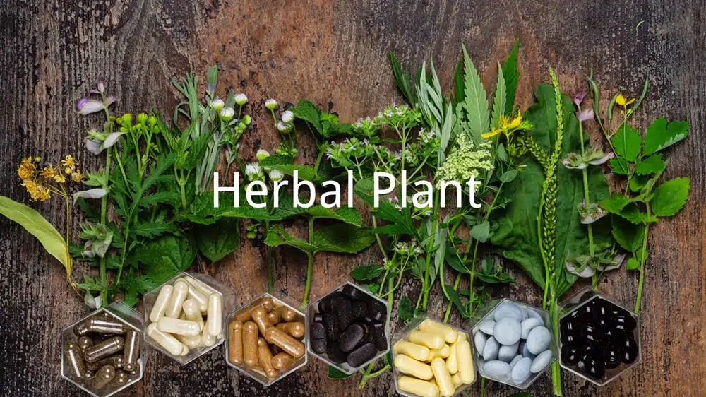 Herbal Plant